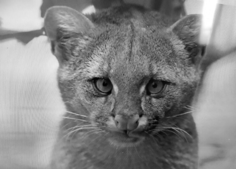 Read more about the article Teens Rescued Kitten Turns Out To Be Jaguarundi Wild Cat