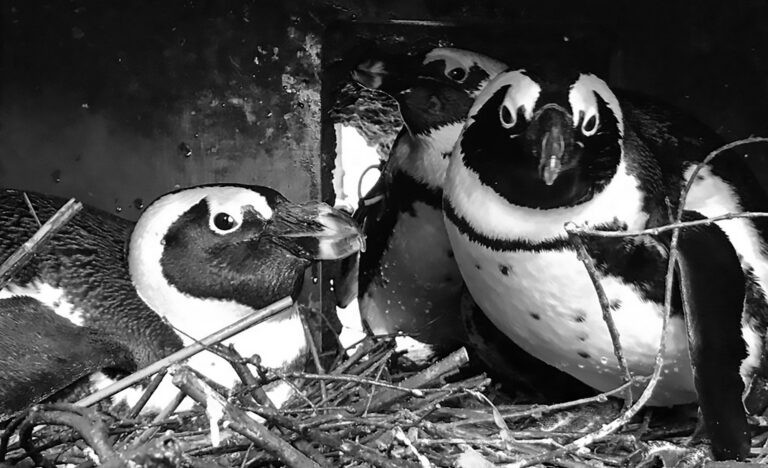 Read more about the article 2 Female Penguins And Male In Thruple Expecting Chicks