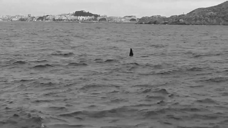 Read more about the article Killer Whales Spotted In Spanish Port For 1st Time