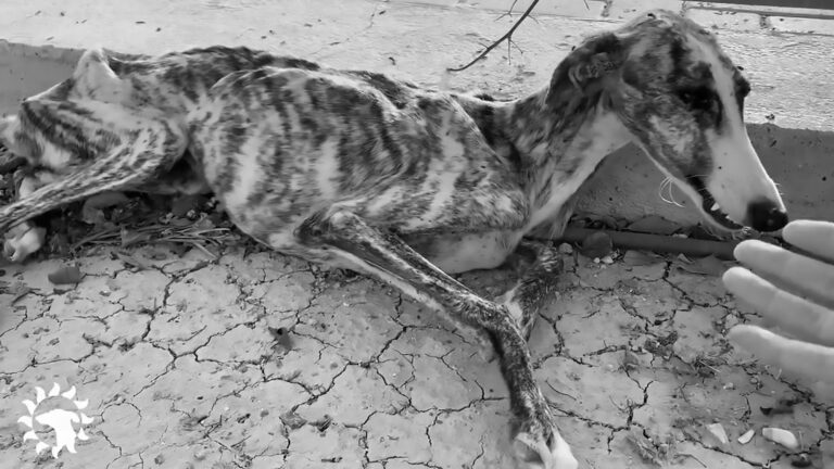Read more about the article Malnourished Abandoned Greyhound Howls In Pain
