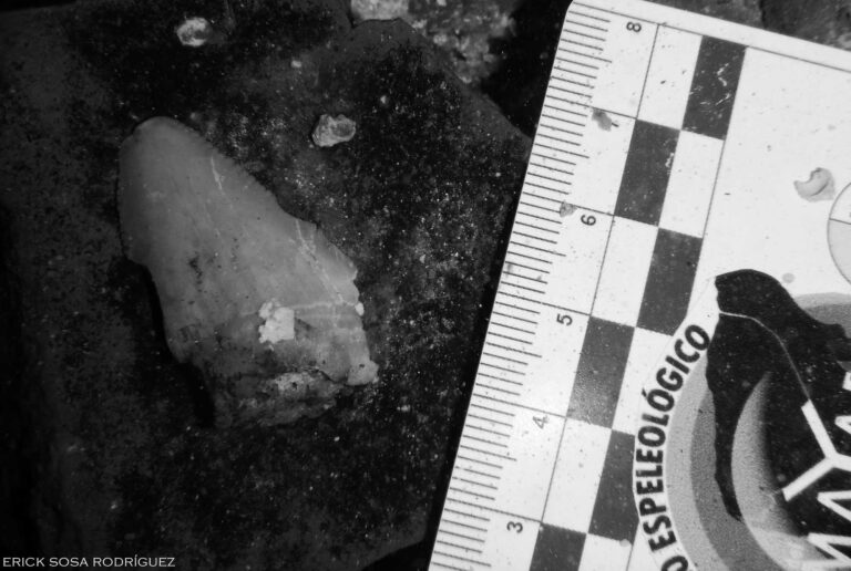 Read more about the article Giant Megalodon Shark Teeth Fossils Found In Mexico Cave