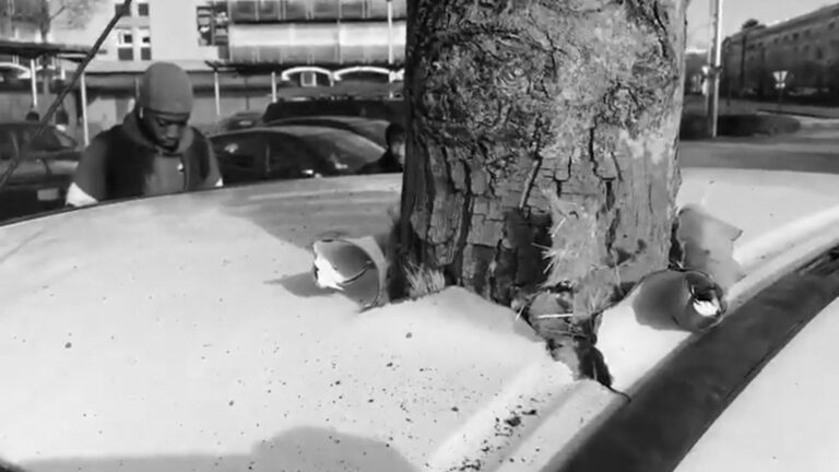 Read more about the article Tree Grows Out Of Parked Car Overnight And Is Torched