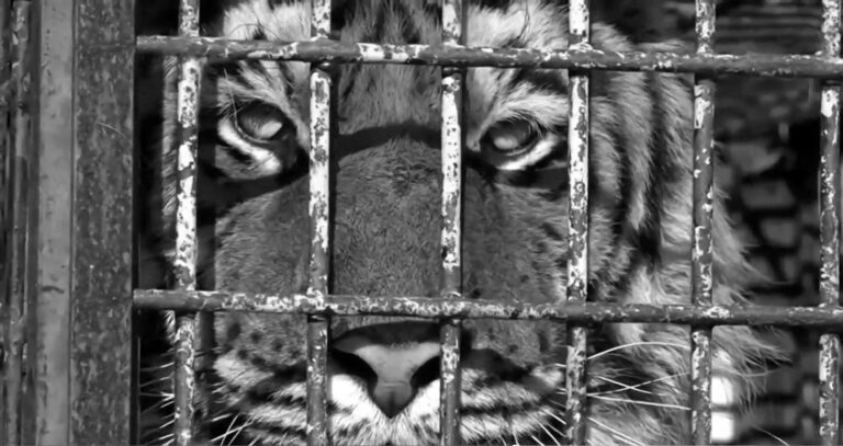 Read more about the article Smuggling Hell Tigers Set For New Life In Spain
