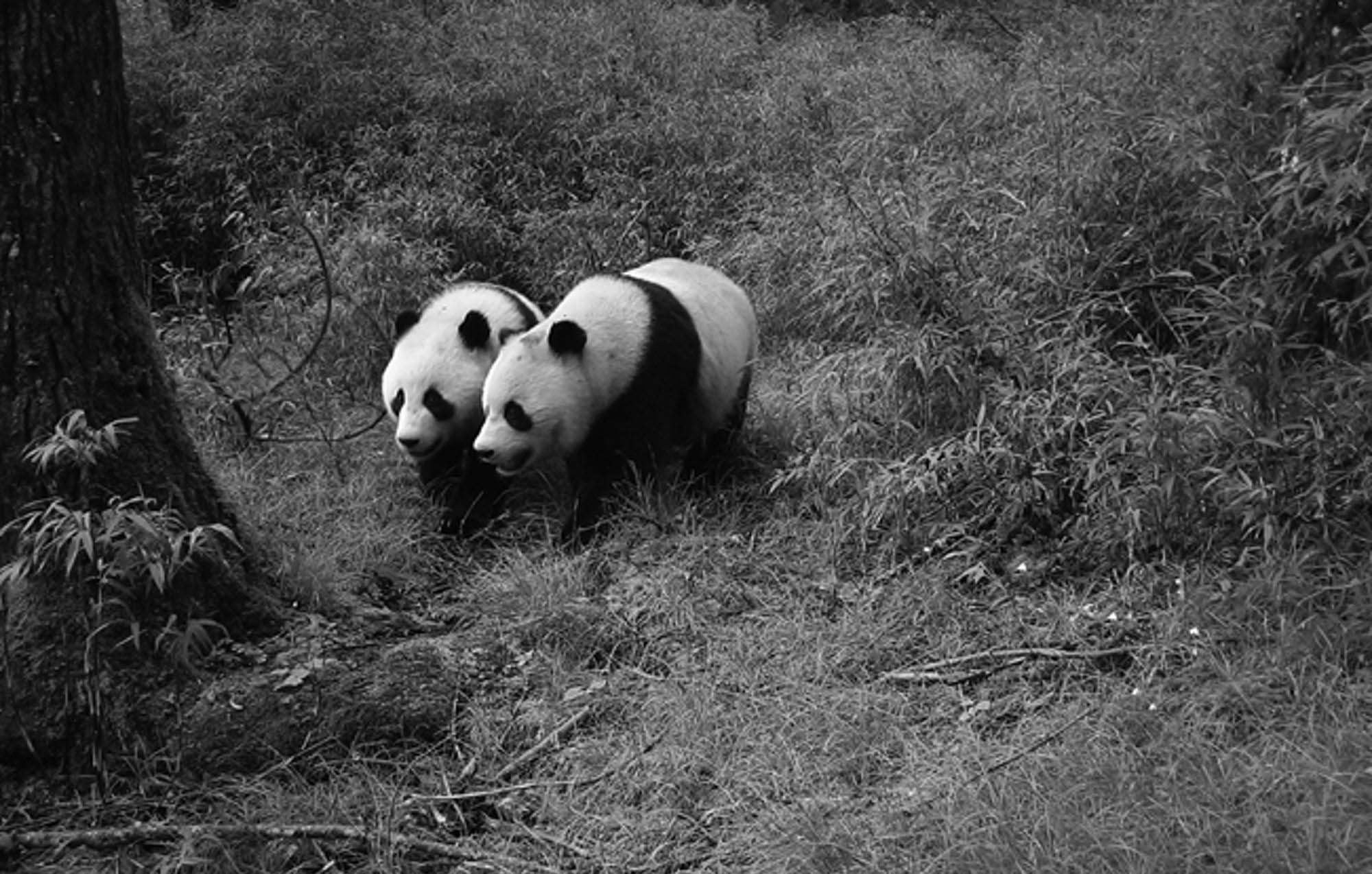 Read more about the article First-Ever Recording Of Wild Giant Panda Twins