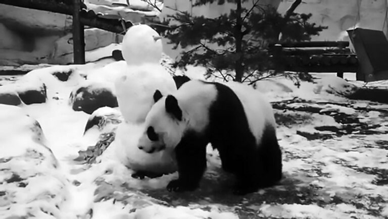 Read more about the article Cute Panda Devours Tasty Snowmans Nose At Russian Zoo