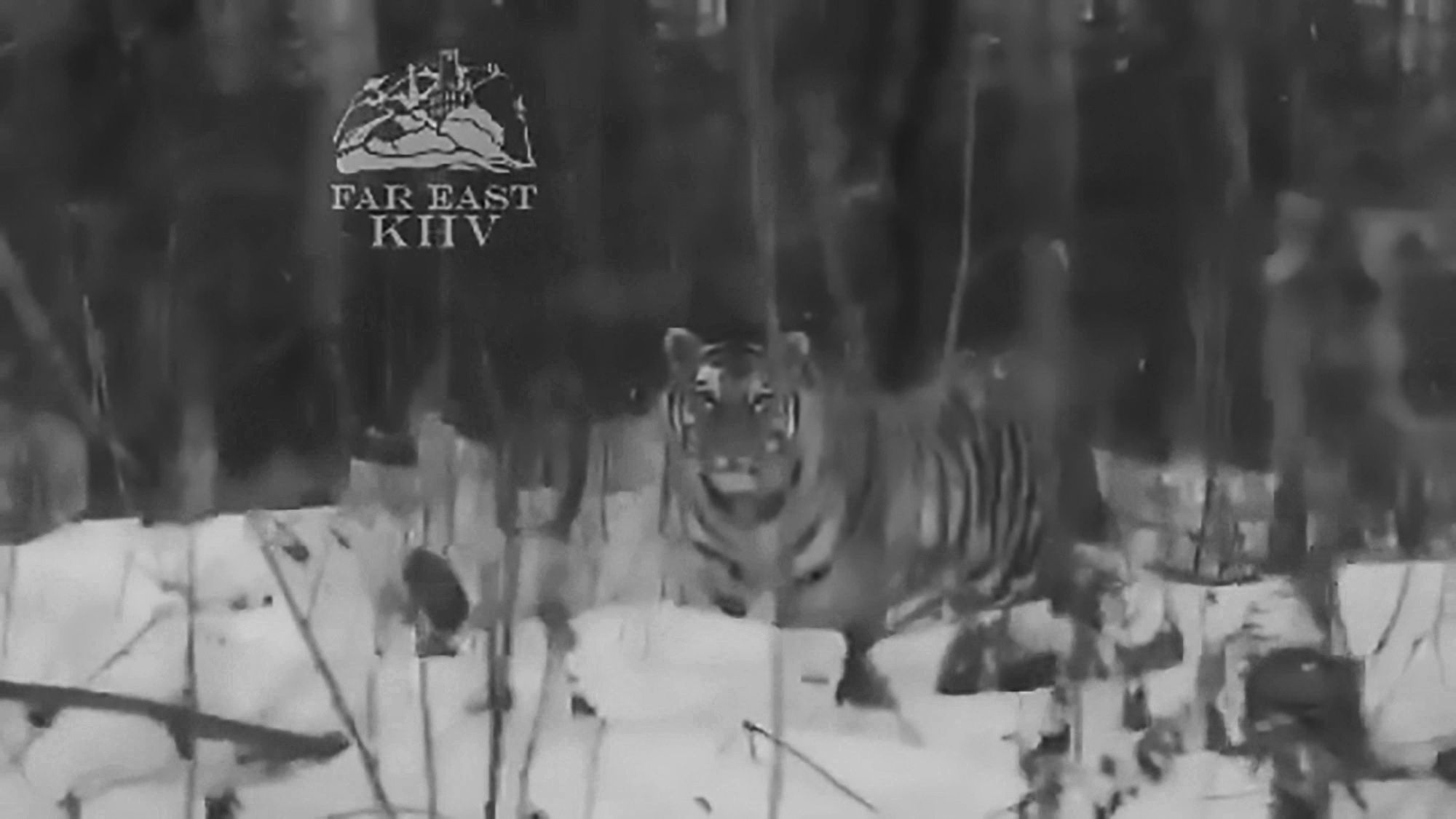 Read more about the article Endangered Siberian Tiger Follows Driver On Snowy Road