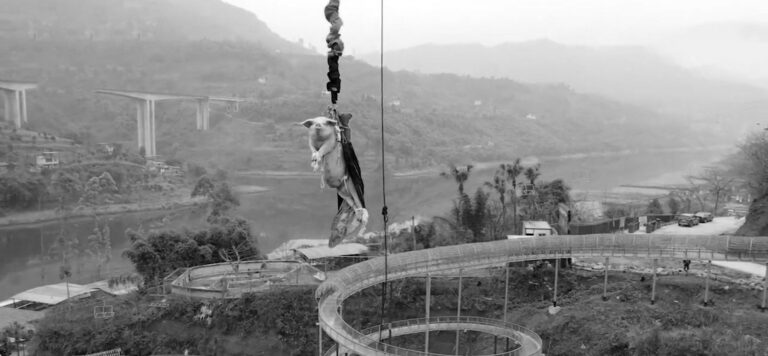 Read more about the article Shock As Poor Pig Hurled Off Bungee Jumping Platform
