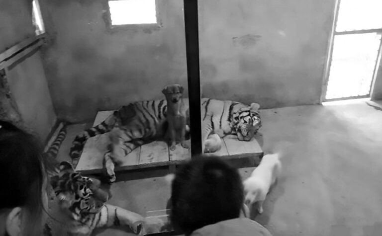 Read more about the article Zoo Slammed For Caging Tigers With Dogs In Cramped Cell