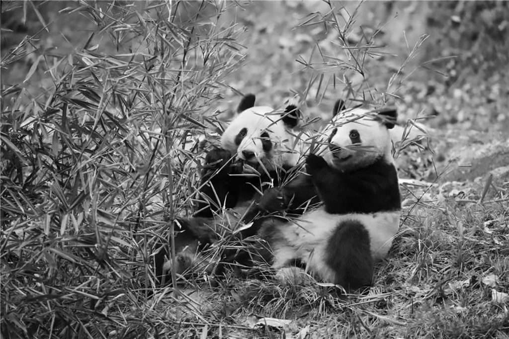 Credit: AsiaWire / Foping Panda Valley