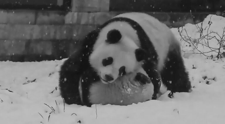 Read more about the article Adorable Panda Siblings Wrestle In Snow And Up Tree
