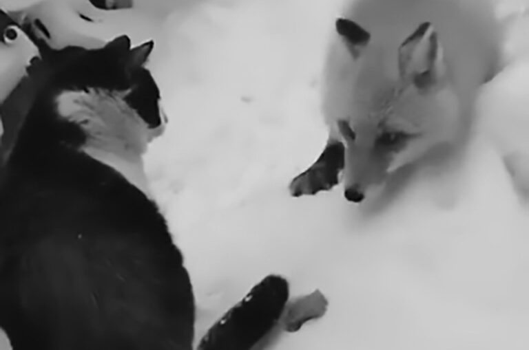 Read more about the article Moment Cat And Sly Fox Battle Over Sausage On Ground