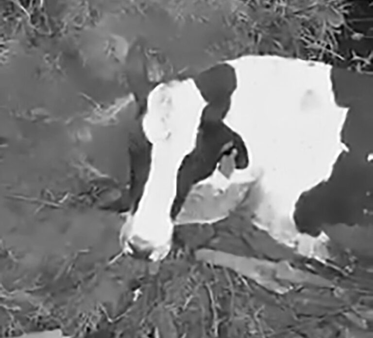 Read more about the article Pregnant Cow Found Alive In Mud With Legs Hacked Off