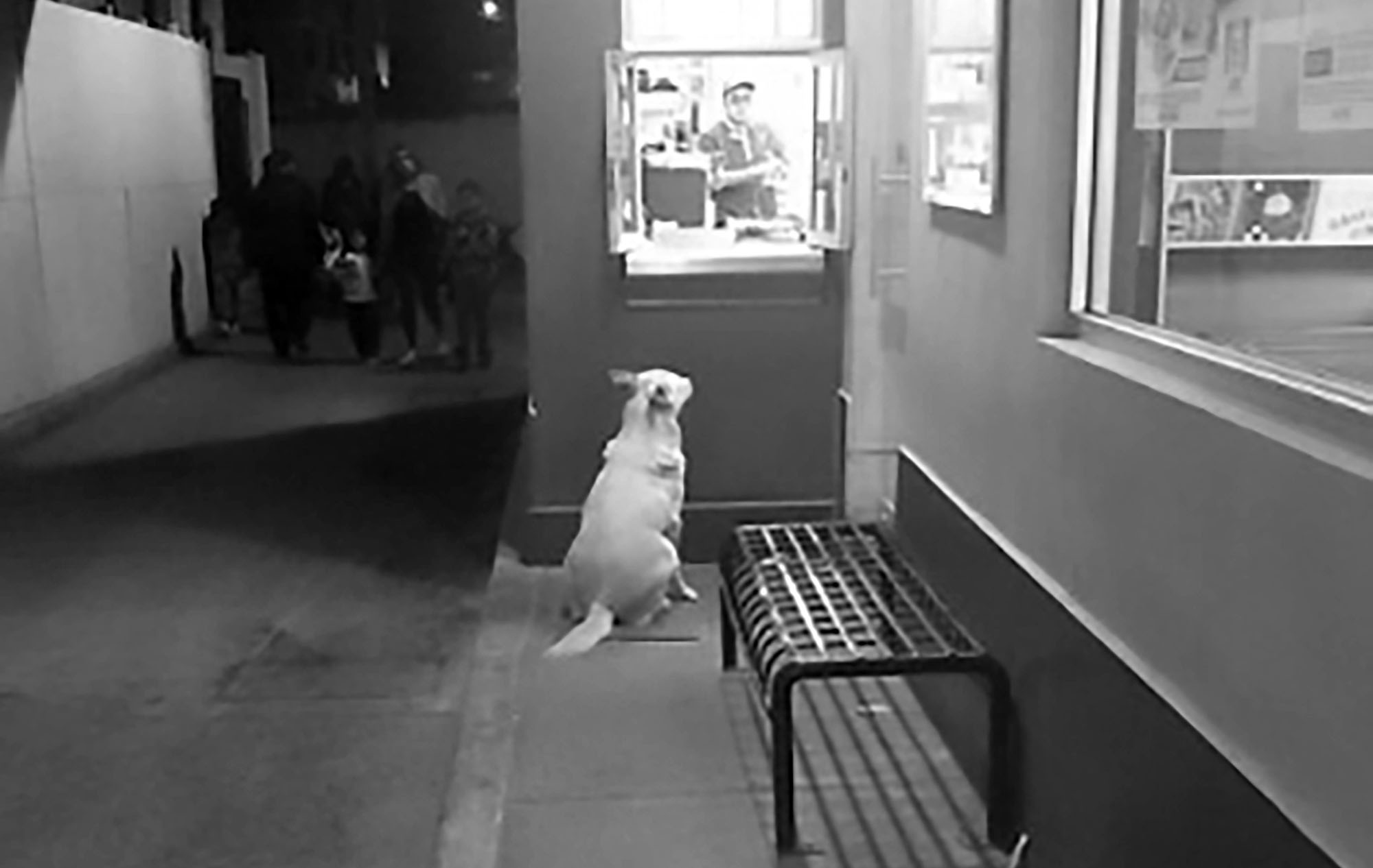 Read more about the article Stray Dog Patiently Waits Outside KFC For Its Dinner