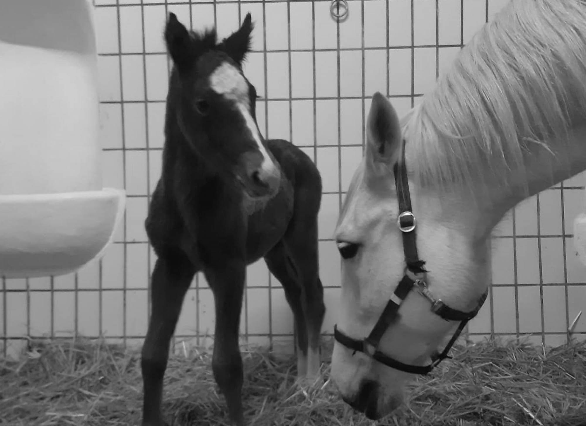 Read more about the article Queens Favourite Riding School Celebrates 1st Foal Of Y