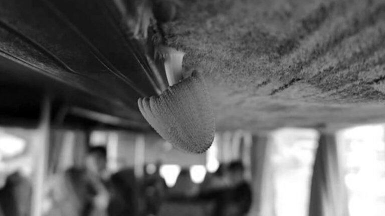 Read more about the article Mushrooms Growing From Ceiling Of Damp School Bus