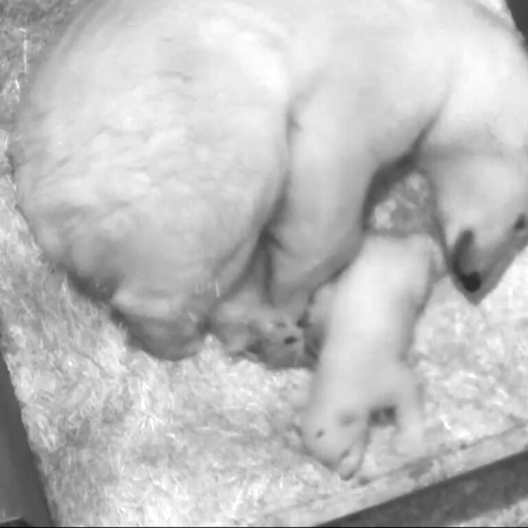 Read more about the article Cute Baby Polar Bear Takes Its First Tentative Steps