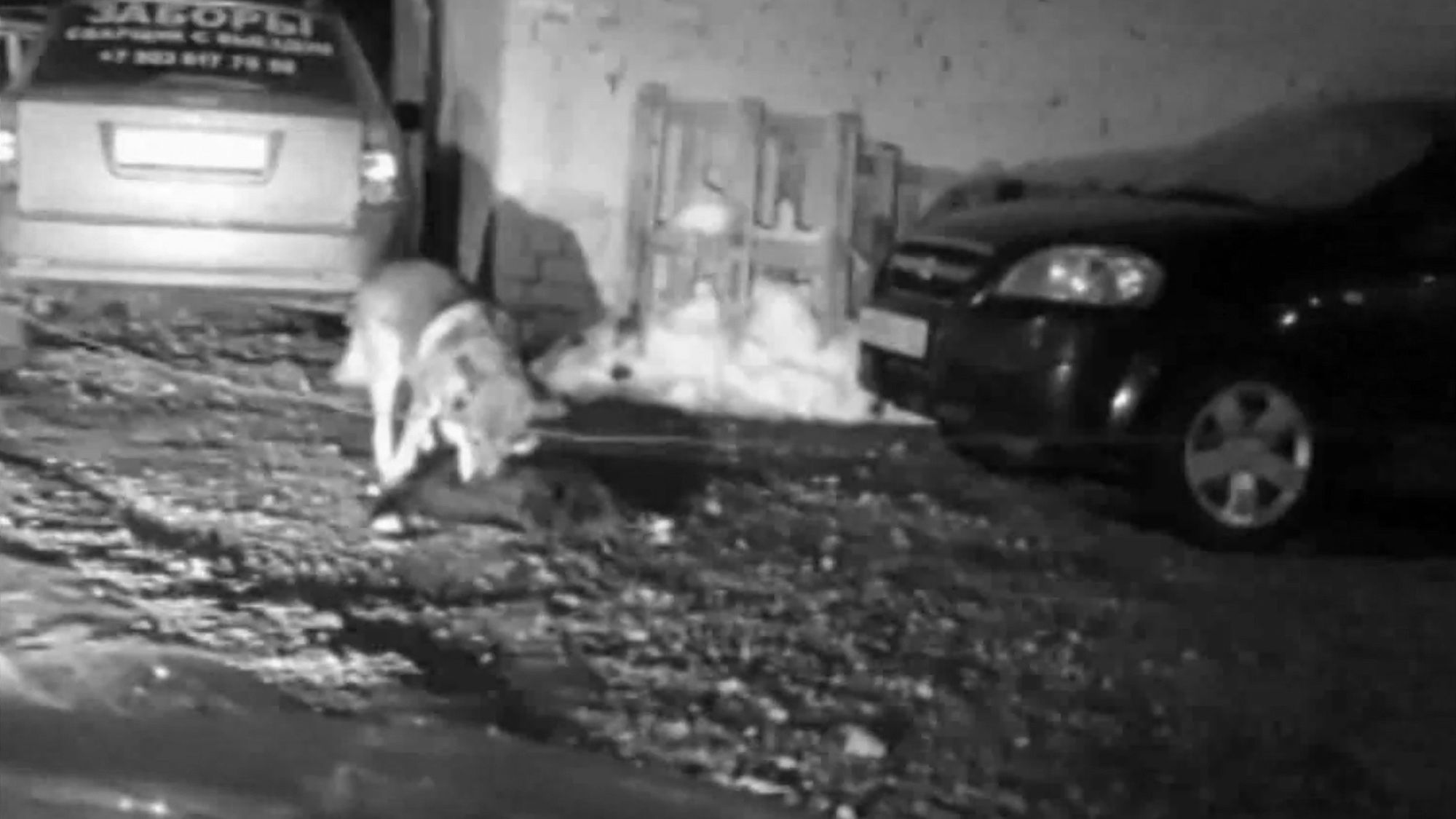 Read more about the article Wolf Pack Devours Stray Dog And Attacks City Residents
