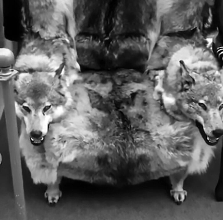 Read more about the article Animal Rights Groups Slam Sick 6k GBP Wolf Head Chairs
