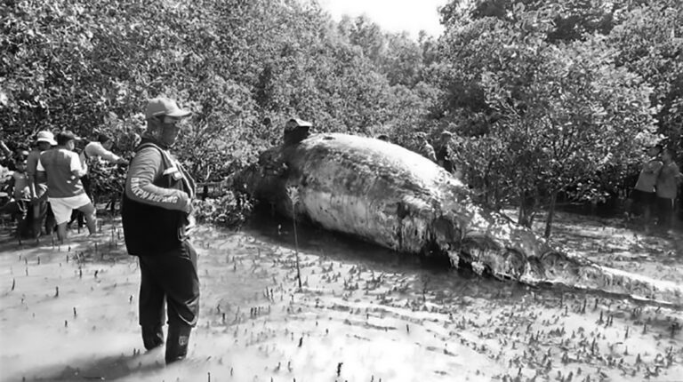 Read more about the article Body Of Huge Whale Found Lying In Indonesian Forest