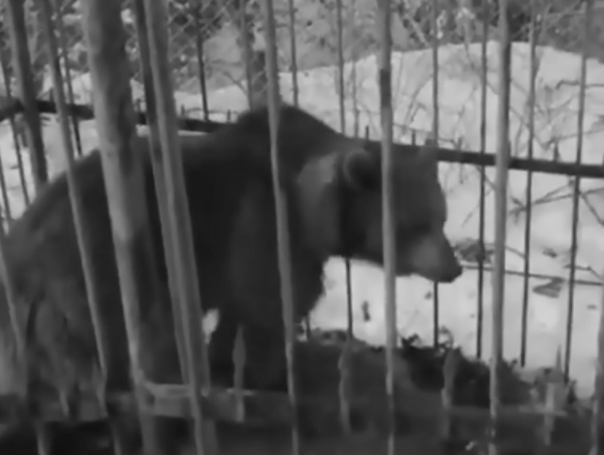 Read more about the article Heartbreaking Footage Of Huge Bear Trapped In Tiny Cage