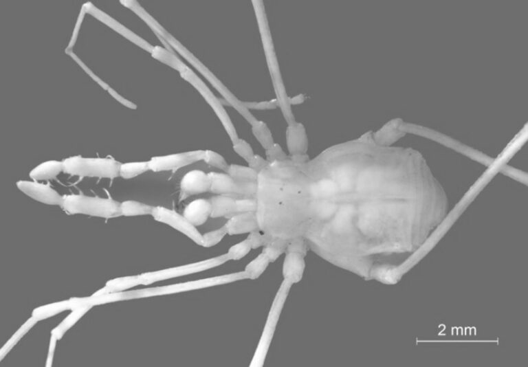 Read more about the article New Daddy Long Legs Spider Discovered In Volcanic Cave