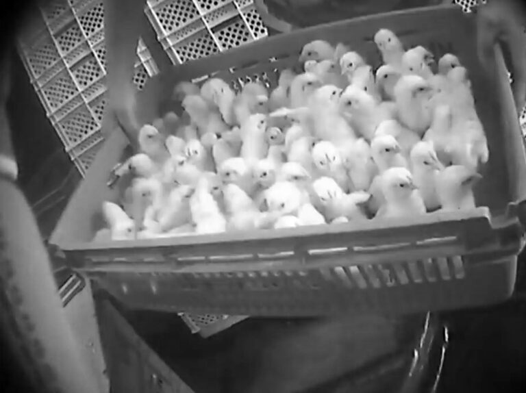 Read more about the article France Banning Baby Chick Crushing Is Hot Air