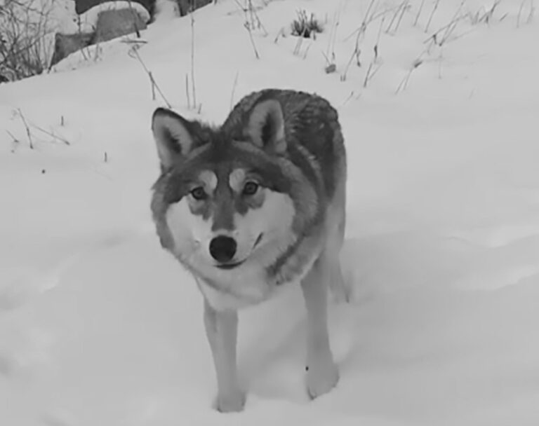 Read more about the article Viral: Speculation Over Missing Man Filmed Feeding Wolf