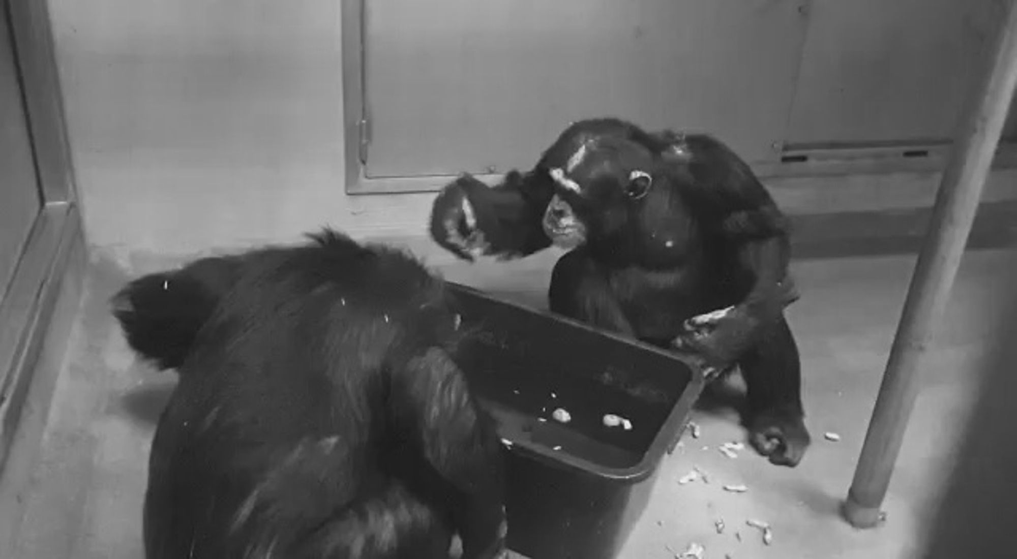 Read more about the article Krefeld Zoo Blaze Chimp Survivors Help Each Other