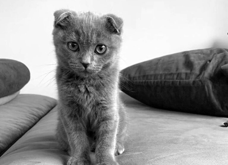 Read more about the article Gangsta Rapper Shows Cute Scottish Fold Kitten To Fans
