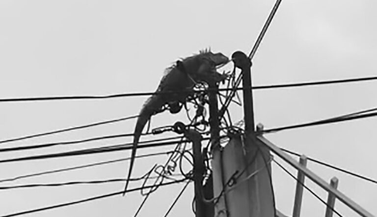Read more about the article Iguana Saved From Power Lines After Tripping Leccy