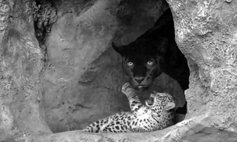 Read more about the article Adorable Fluffy Jaguar Cubs Born At Tenerife Zoo
