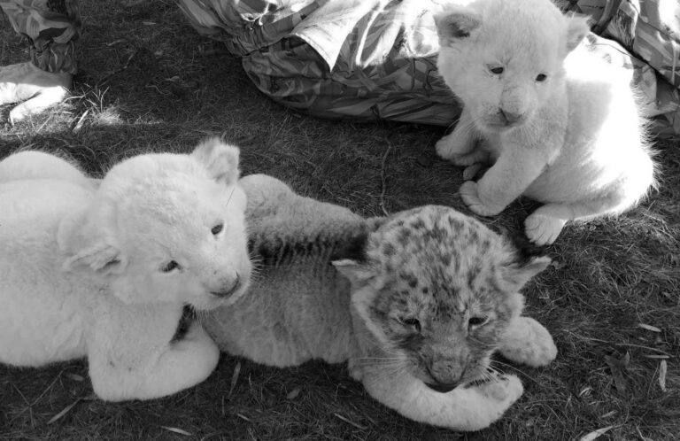 Read more about the article Three Different Coloured Lion Cubs Born To Same Mum