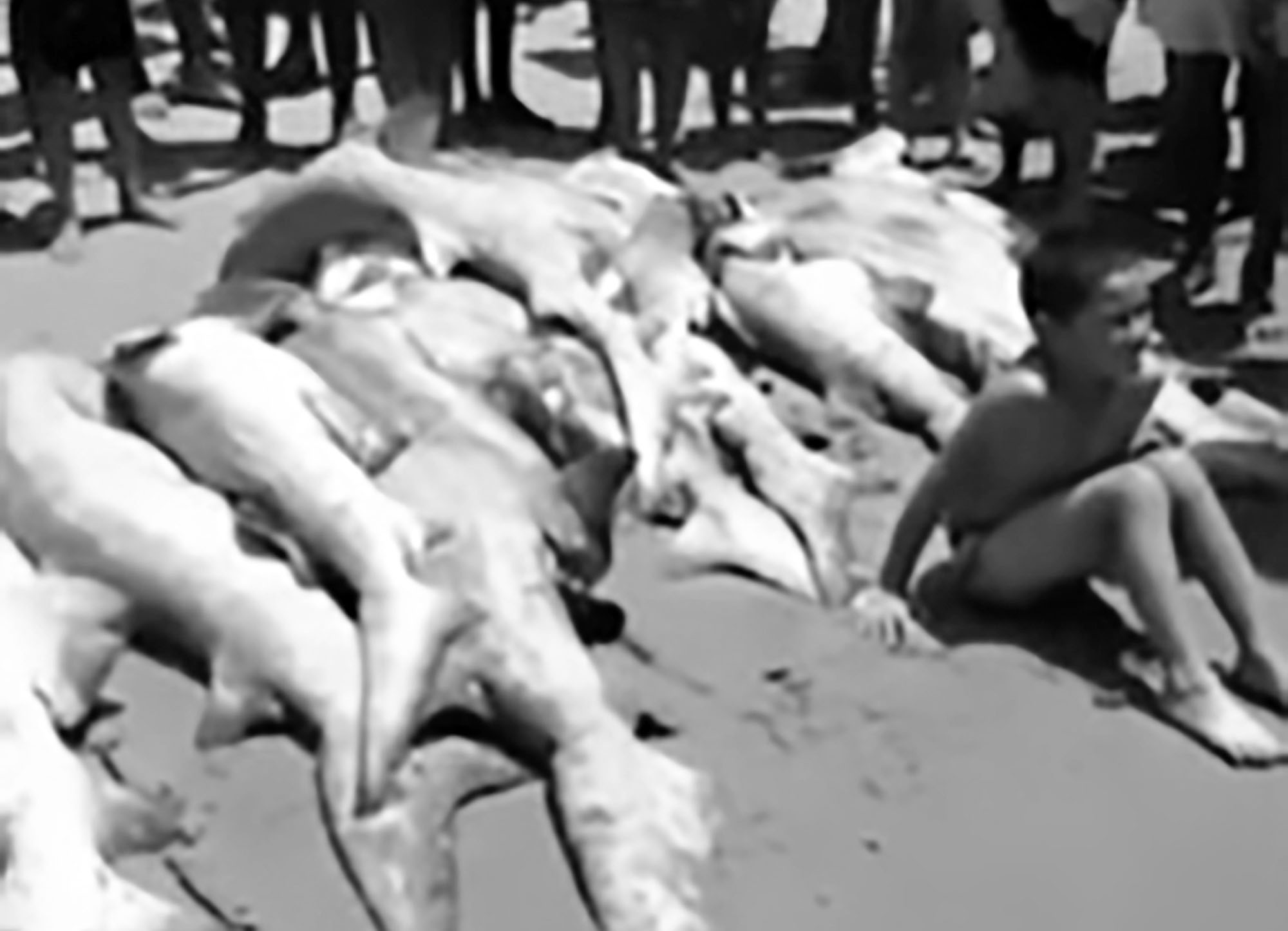 Read more about the article Fisherman Catches 12 Protected Sharks To Sell On Beach