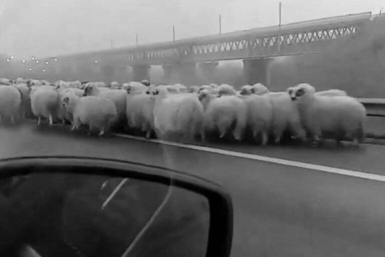 Read more about the article Moment 100s Of Sheep Are Herded Along Busy Motorway