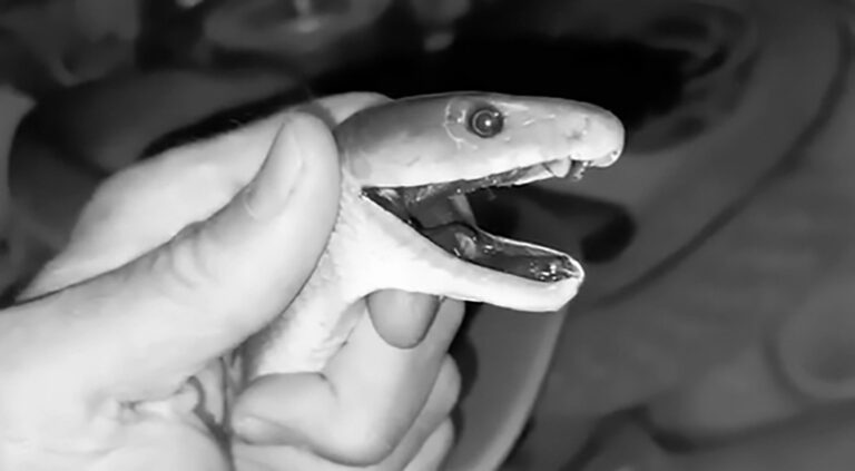 Read more about the article Moment Kind Snake Catcher Gently Traps Young Black Mamba