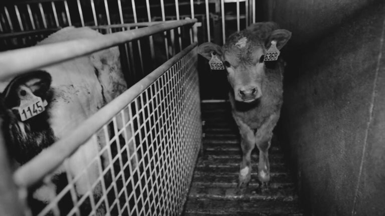 Read more about the article Slaughterhouse Strikes Back Against Veal Footage
