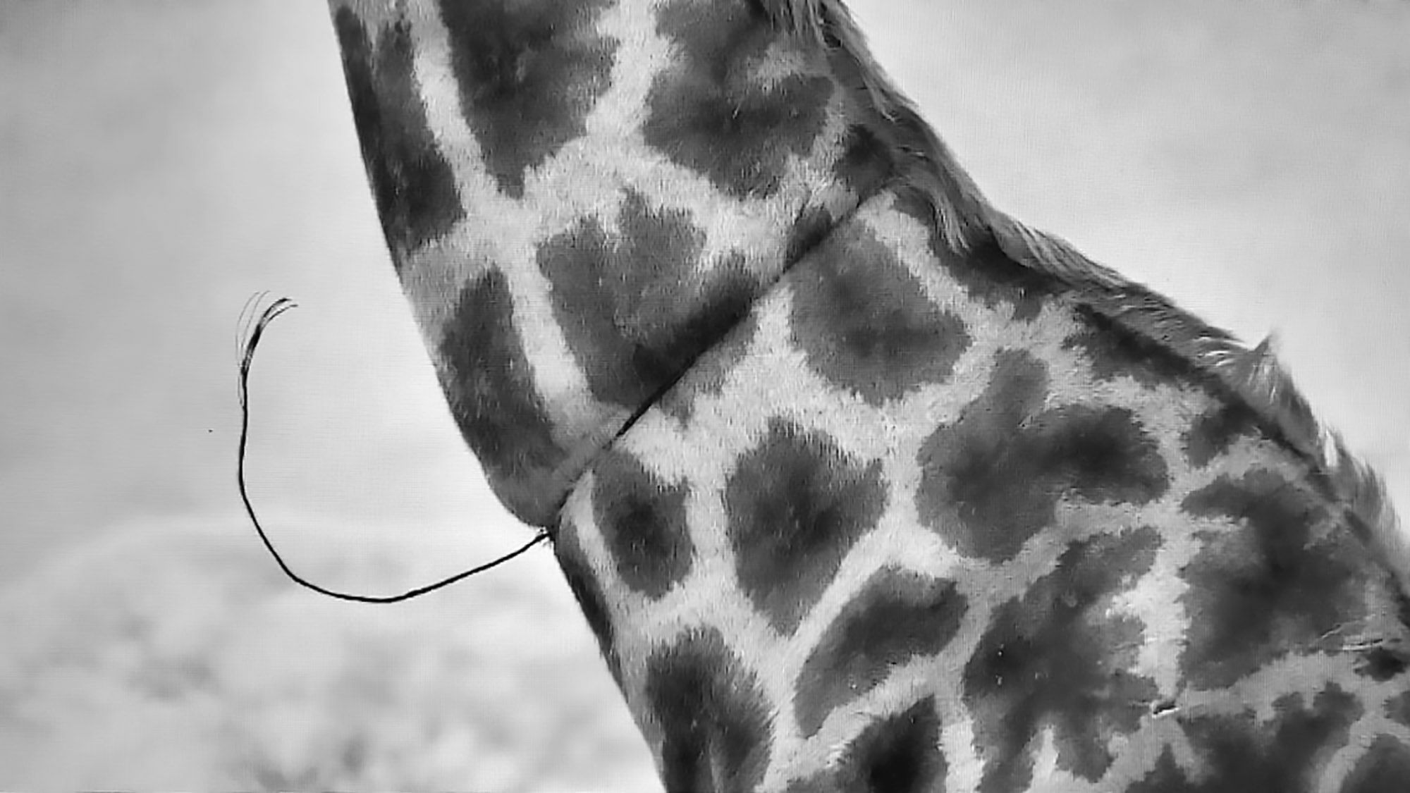 Read more about the article Crying Kenyan Giraffe In Snare Stops Film Crew For Help