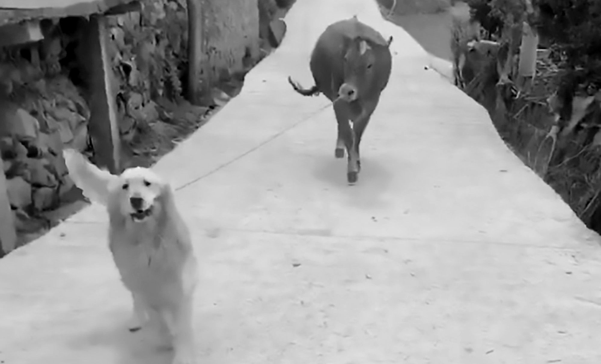 Read more about the article Golden Retriever Pulls Cow On Rope Home To His Owner