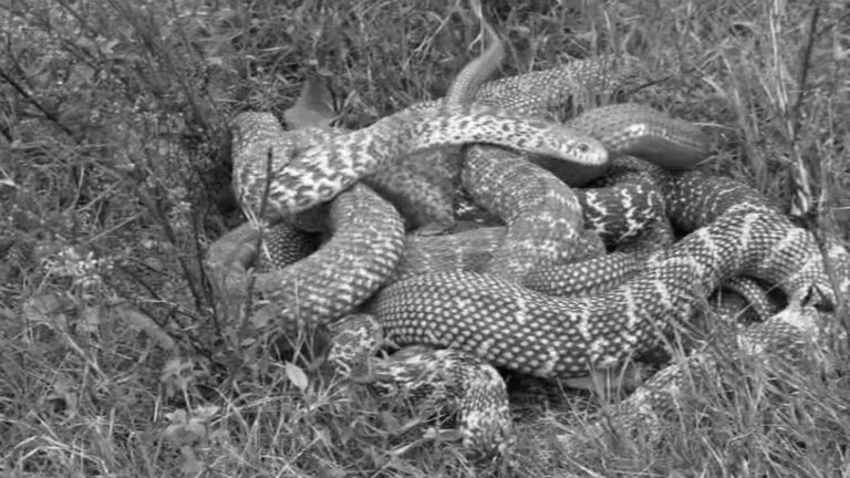 Read more about the article 100s Of Snakes Released Into Wild After China Ban