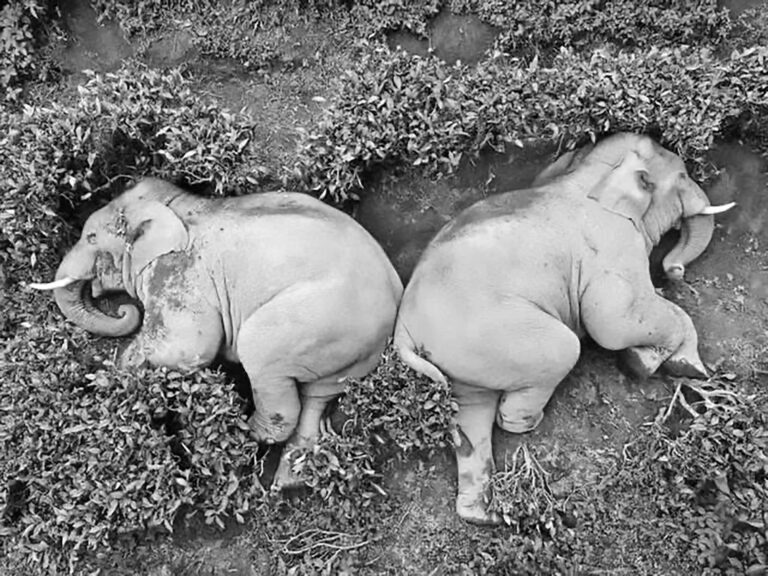 Read more about the article Drunk Elephants In Tea Plantation Set Tongues Wagging