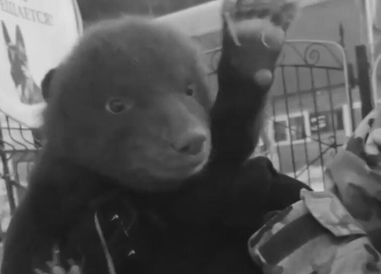 Read more about the article 3 Cute Bear Cubs Dumped In Box Outside Shelter