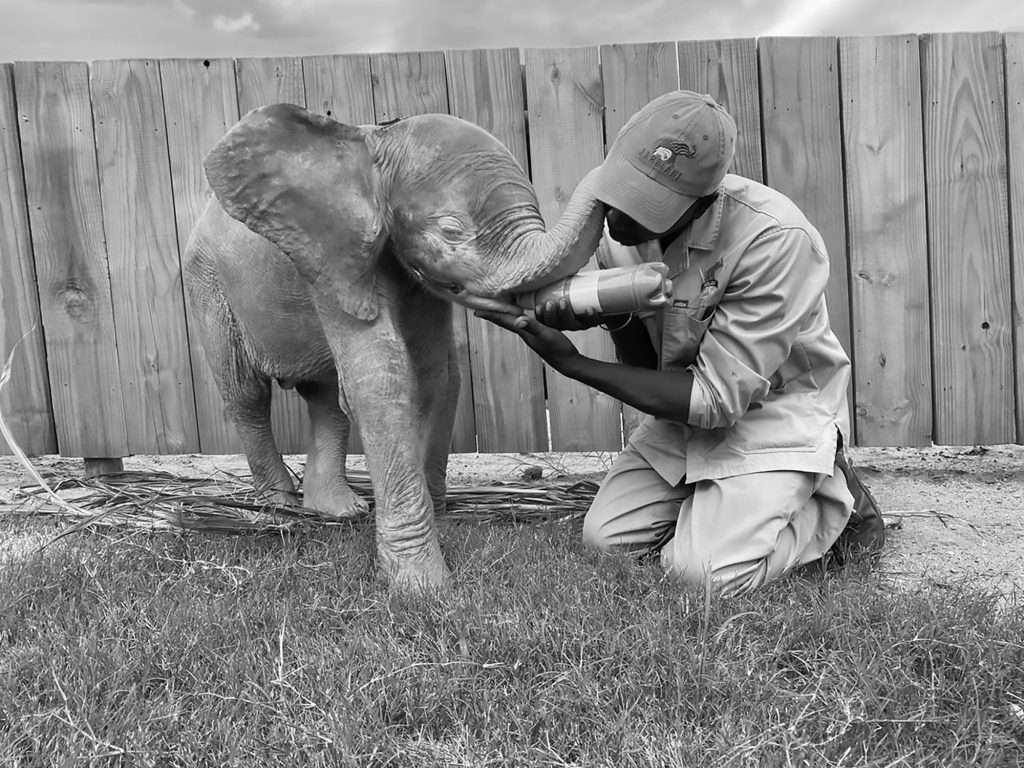 Credit: CEN/HERD Elephant Orphanage South Africa