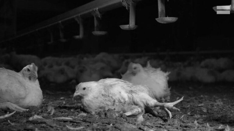 Read more about the article Footage Shows Dead Chickens On Intense Breeding Farms