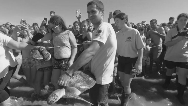 Read more about the article Turtle That Pooed Plastic Is Released Back Into Sea