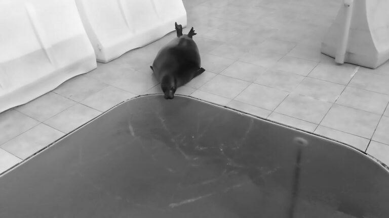 Read more about the article Moment Chubby Seal Pup Falls Through Thin Ice On Pool