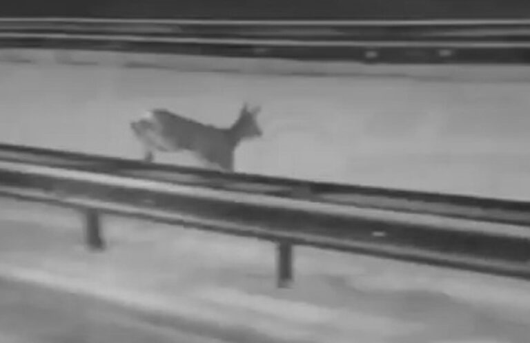 Read more about the article Cruel Snowplough Driver Chases After Terrified Deer