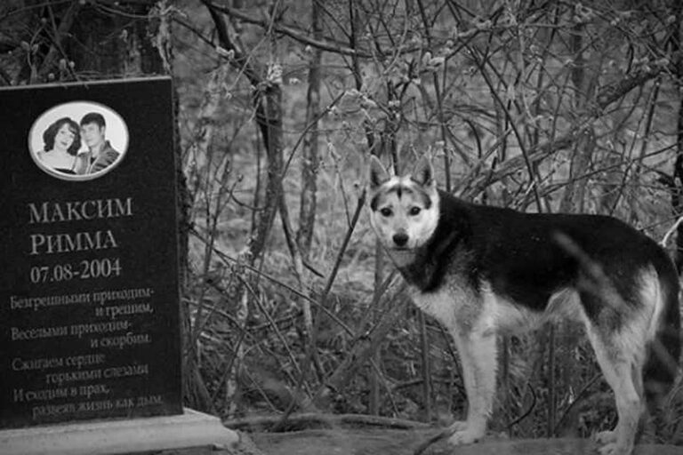 Read more about the article Loyal Dog Has Lived By Owners Grave Since 2004