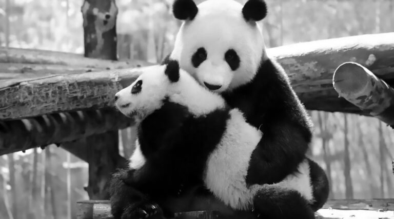 Read more about the article Panda Mum Cuddles Adorable Mischievous Cub
