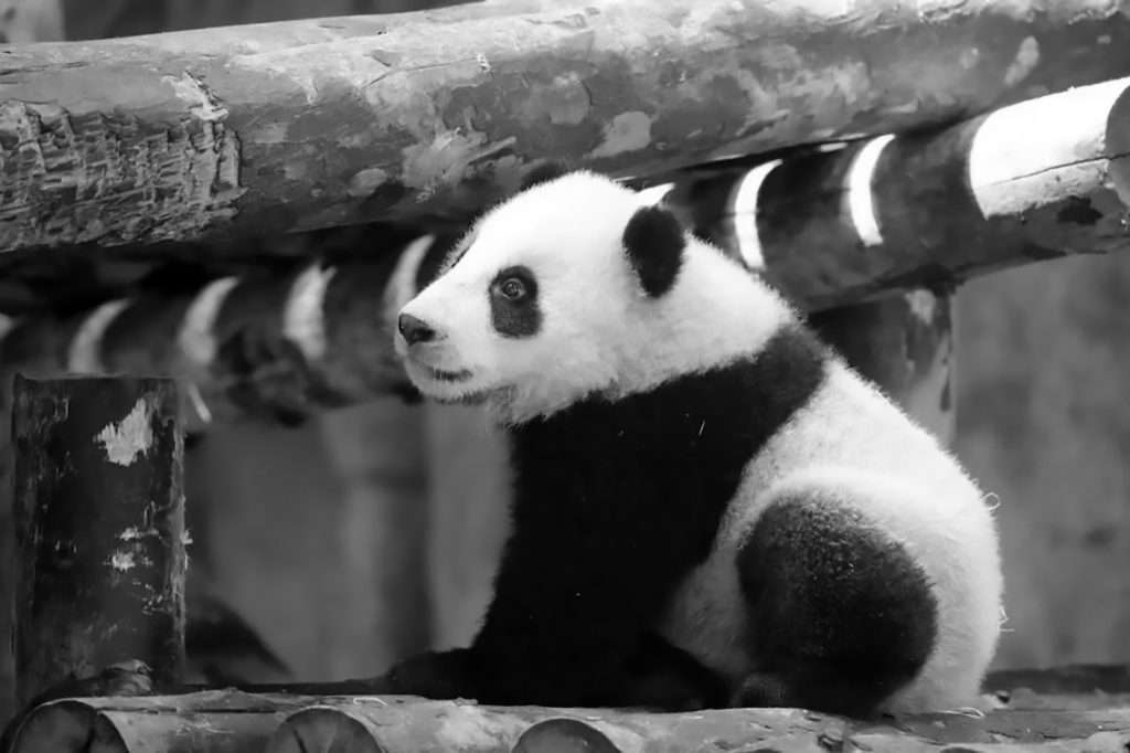 Credit: AsiaWire / Shanghai Wild Animal Park