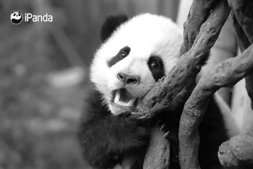 Credit: AsiaWire / Chengdu Panda Base